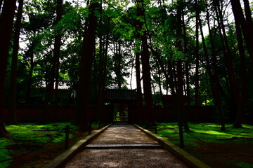 Fototapeta premium 奈良県 奈良市の唐招提寺