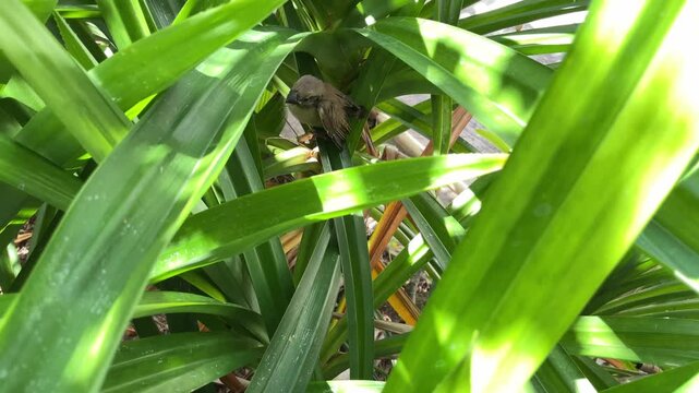 baby old sparrow cute in the middle pandan tree home garden outdoor