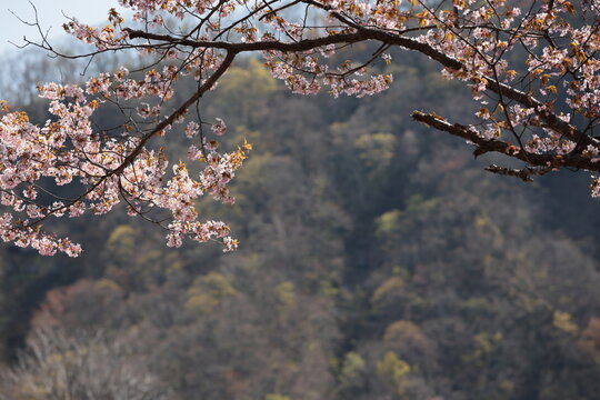 陽射しを受ける花が輝く桜と春紅葉で彩られる里山　石狩市