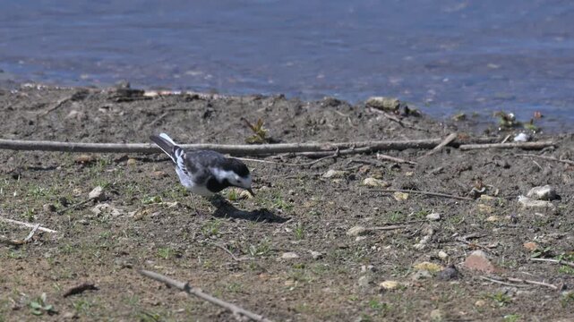 Pied Wagtail (Motacilla alba) eating insects at the edge of a lake. June, Kent, UK [Slow motion x4]