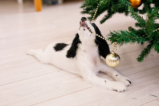 Black and white russian cocker spaniel puppy lying under christmas tree and playing with gold beads.