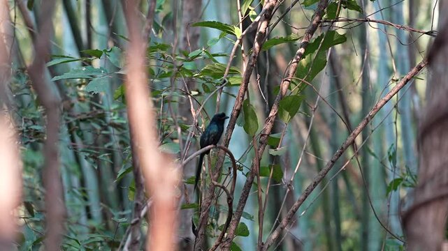 The natural call of the Greater Racket-tailed Drongo.