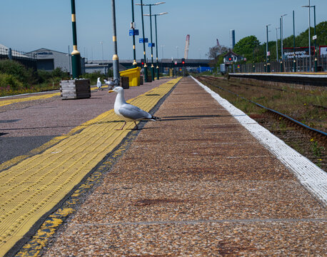Seagull on the train station platform in Lowestoft, UK