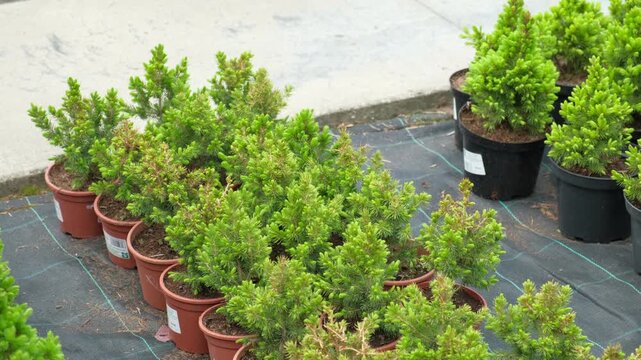 Potted evergreen trees nursery row. Green conifer saplings in orderly containers on black ground organized for sale. Evergreens growing in boxes, modern retail display, vibrant foliage, neatly trimmed