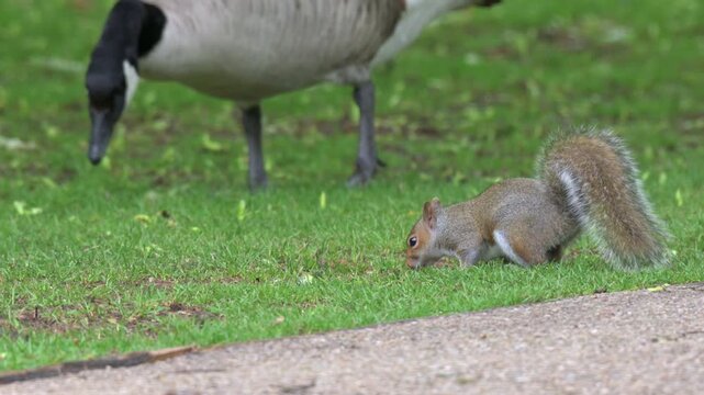 Grey Squirrels (Sciurus carolinensis) looking for food on a lawn among geese and ducks in a public park. June, Kent, UK [Half speed] 
