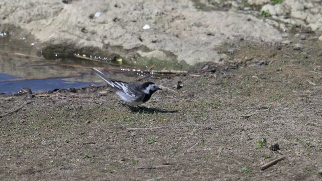 Pied Wagtail (Motacilla alba) eating insects at the edge of a lake. June, Kent, UK [Slow motion x4]