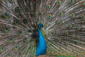 Fototapeta premium Peacock close portrait highlighting head and chest with intense gaze, sharp blue throat contrasted by layered fan of eyespots, shallow depth creates intimate natural history study