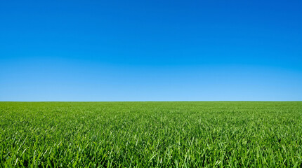 Obraz premium Lush green grass field under clear blue sky summer background
