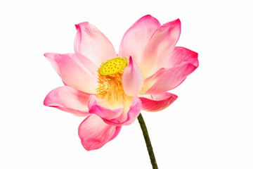 Fototapeta premium Beautiful pink and white lotus flower with yellow seed pod on long stem isolated on white background