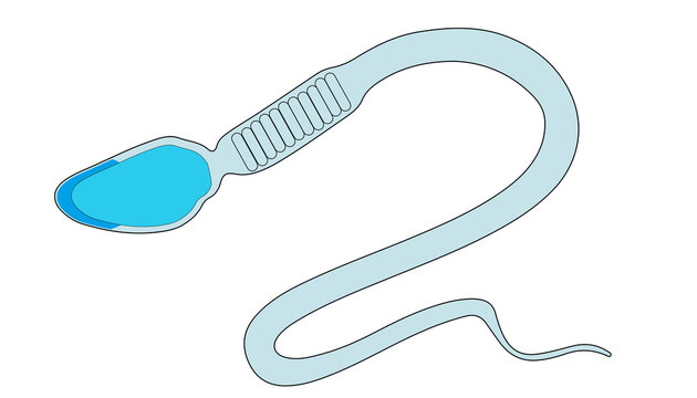 Anatomy and Structure of a Human Sperm Cell