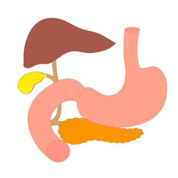 Simplified Anatomy of the Stomach and Associated Digestive Glands