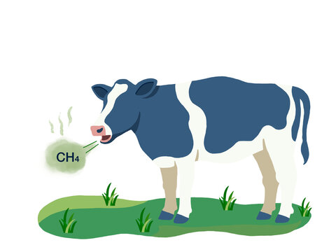 Cow Burping Methane Gas CH4