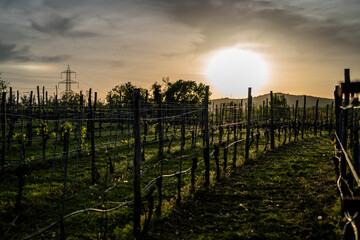 Obraz premium Vineyard Landscape with Sunset and Trellis Rows