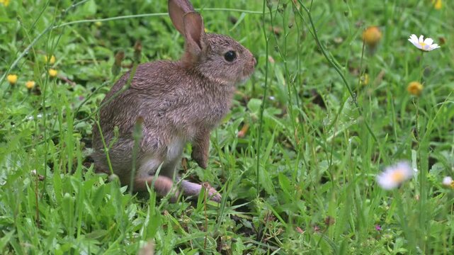 Young Rabbit (Oryctolagus cuniculus) on a garden lawn eating dandelion plants in the rain. June, Kent, UK [Half speed]