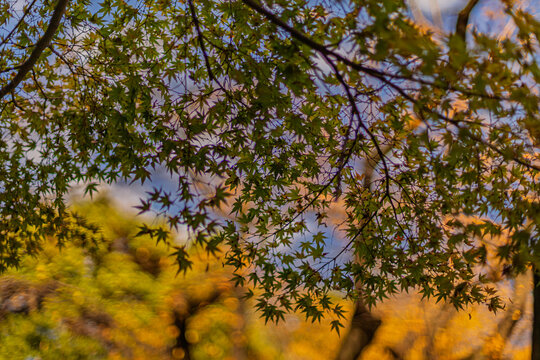 Looking up at green and yellow maple leaves with beautiful light bokeh background November 2023