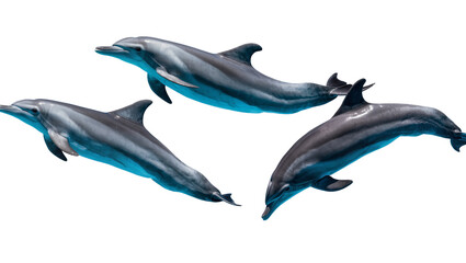 Isolated three sleek dolphins leaping gracefully, dynamic marine creatures in acrobatic display © Niamh