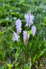 A close-up macro shot of several hoary plantain (Plantago media) flower spikes blooming in a green meadow. The delicate, light purple and white feathery blossoms are covered with tiny morning dew © Linda