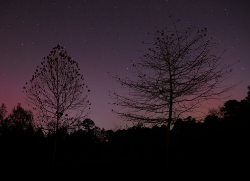Two trees silhouetted by a glowing sky