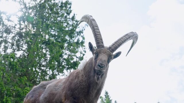 Majestic male Alpine ibex standing on rugged rock against golden backlight, showcasing strength, wilderness and iconic mountain wildlife in an epic cinematic scene captured in stunning 4K ProRes foota