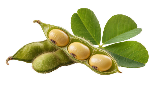Isolated fresh green edamame pods showing raw yellow soybeans and lush green leaves