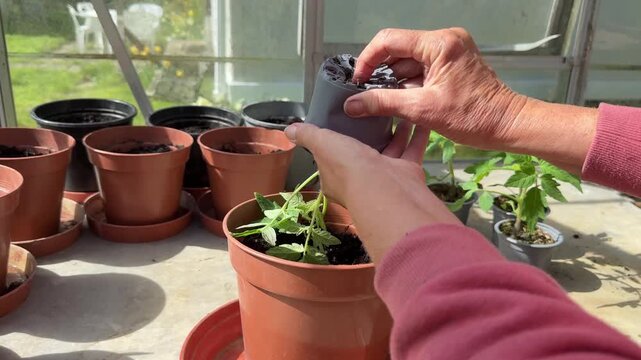 Transplanting a young tomato plant into a larger pot in a sunlit greenhouse