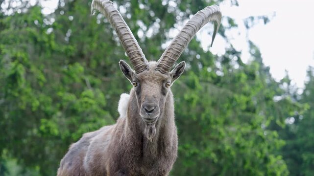 Majestic male Alpine ibex standing on rugged rock against golden backlight, showcasing strength, wilderness and iconic mountain wildlife in an epic cinematic scene captured in stunning 4K ProRes foota