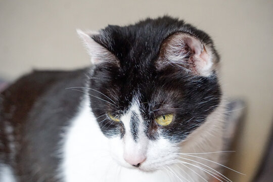 Katze
