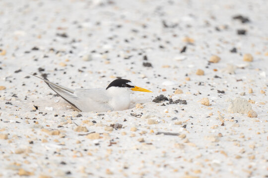 Least Tern sitting on her nest in Florida Gulf Coast