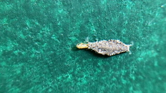 Macro footage of Phereoeca uterella casebearer larva on indoor wall surface, showing household pest behavior, camouflage, and insect movement in a natural close up scene.