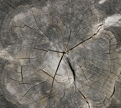 Texture of an old tree cut