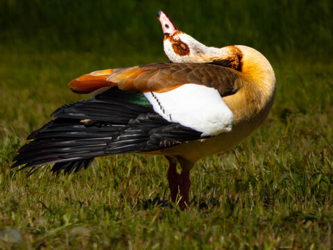 Nilgans gestreckt