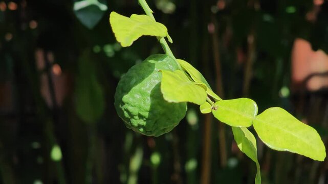 Fresh green kaffir lime fruit growing on branch on tree.