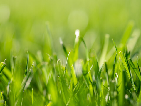 Fresh green grass at summer time