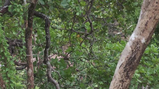 Chestnut-breasted Malkoha Cautiously Surveying Area Before Hopping Through Branches and Exiting Frame, Palawan Philippines
