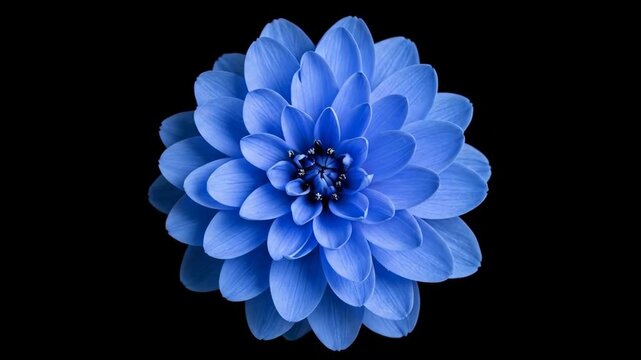 Vibrant blue dahlia flower blooming in isolation against a deep black backdrop