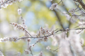 Fototapeta premium Flowers mark fresh seasonal beginning. Colorful blossoms indicate arrival of fresh springtime life. Vivid blooms announce start of vibrant and restorative spring season
