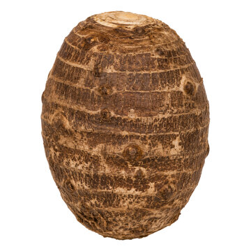 Taro Root Whole Corm Isolated on White Background