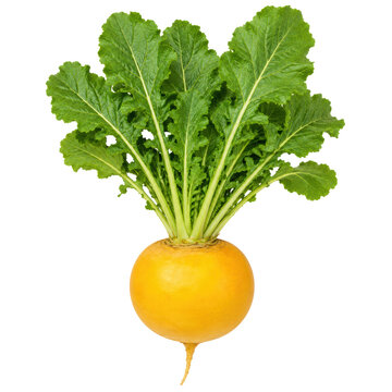Golden Beet Whole Root with Leaves Isolated on White Background