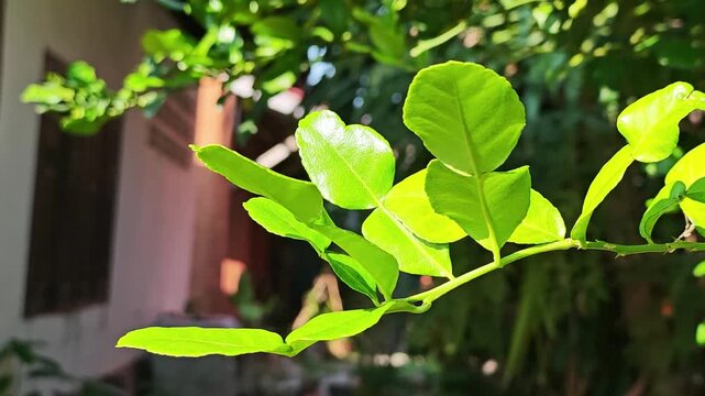 Fresh green kaffir lime leaves on branch under sunlight.