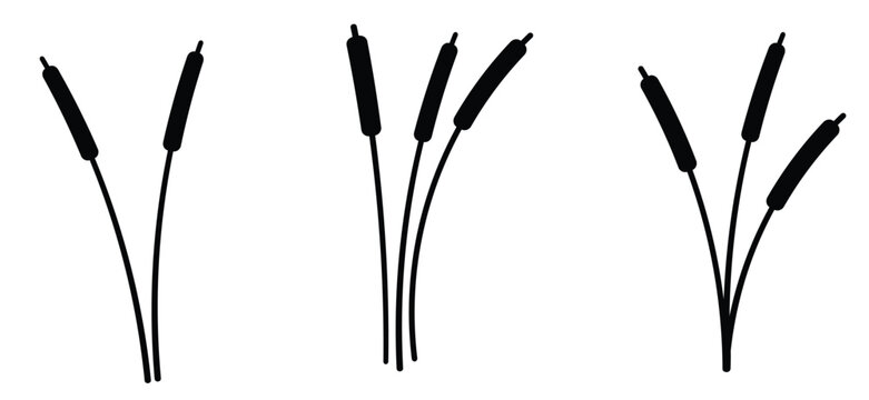 cartoon lisdodde or typha latifolia It is an aquatic plant. They have long, narrow leaves, a straight stem, and a brown, cigar-shaped spadix. They grow mainly in swamps, ditches, and along banks.