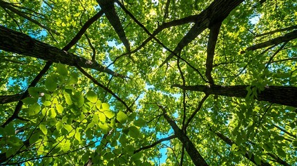 Fototapeta premium Upward view of a lush green tree canopy against a clear blue sky promoting environmental conservation and peaceful nature