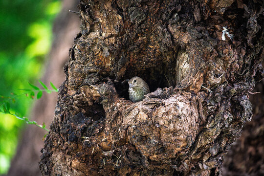 Ave de plumaje pardo en cavidad de &aacute;rbol asociada a actividad reproductiva en Jujuy