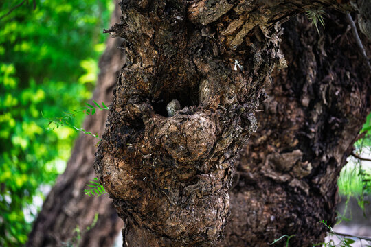 Ave de plumaje pardo en cavidad de &aacute;rbol asociada a actividad reproductiva en Jujuy