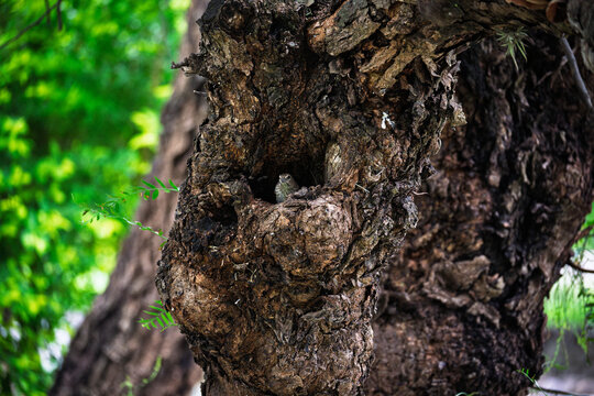 Ave de plumaje pardo en cavidad de &aacute;rbol asociada a actividad reproductiva en Jujuy