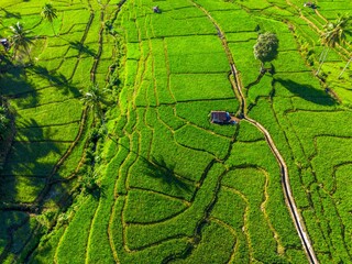 Beautiful morning view in Indonesia, panoramic landscape of rice fields with mountain ranges and clear sky © rahmadhimawan