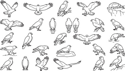 Obraz premium Hawk Line Art Pose Set – Wild Raptor Bird Outline Vector