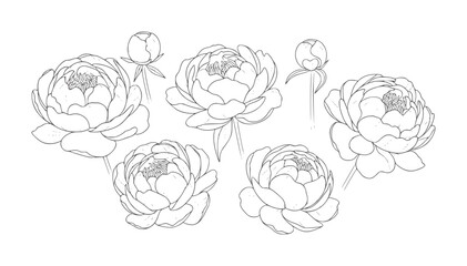 Delicate line peonies and buds arranged a white peony flower floral botanical © Mehedi