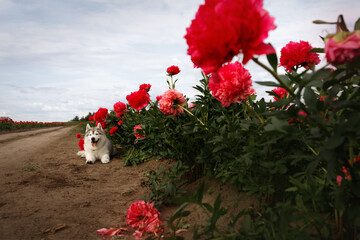 Cute Siberian husky dog lying on ground in field of blooming red peonies flowers. Fluffy purebred puppy resting outdoors in summer garden. Beautiful malamute pet portrait under blue sky with clouds © Krystsina