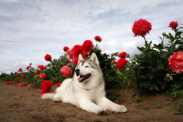 Cute Siberian husky dog lying on ground in field of blooming red peonies flowers. Fluffy purebred puppy resting outdoors in summer garden. Beautiful malamute pet portrait under blue sky with clouds © Krystsina