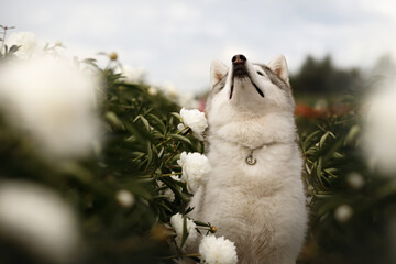 Cute Siberian husky dog lying on ground in field of blooming white peonies flowers. Fluffy purebred puppy resting outdoors in summer garden. Beautiful pet side view portrait under cloudy sky © Krystsina